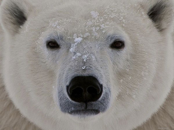 Дмитрий Степанов