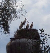 Елена Бауэр