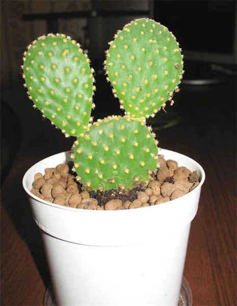 Кактус Кактус