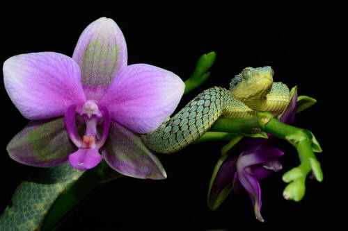 Елена Кирилова