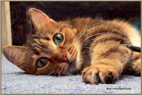 Особая Необходимость