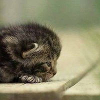 Амина Буркутова