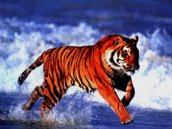 Феликс Гимазетдинов