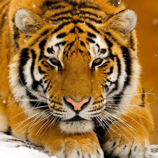 Оксана Кривошеина