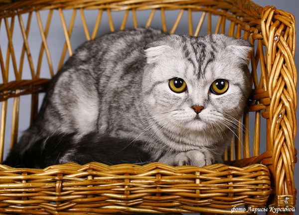 Галина Назарова