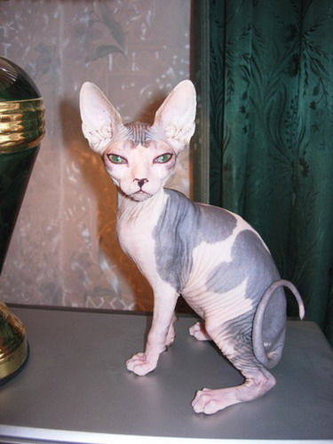 Лиза Волкова