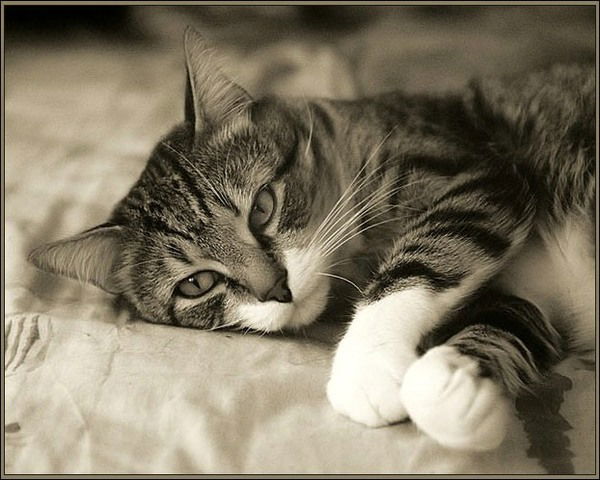 Алена Алимова