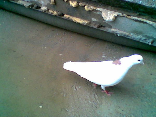 Светлана Пермякова