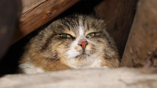 Андрей Охримчук