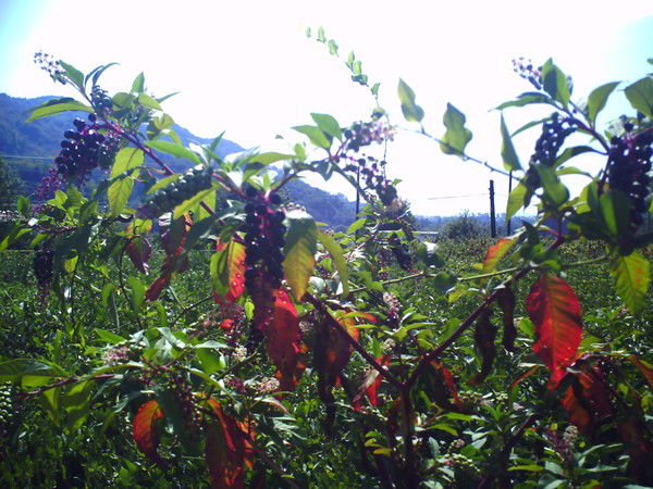 Александр Гусейнов