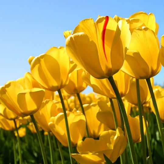 Балнура Уалиханкызы