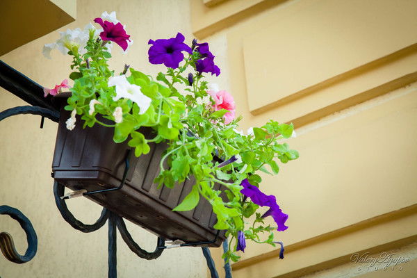 Алёна Семёнова