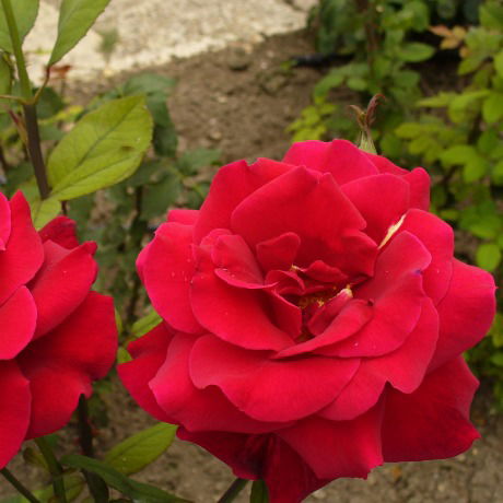 Ольга Воскобович