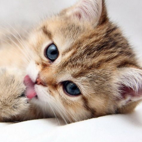 Полина Волкова