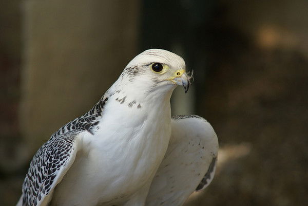 Юльчик -----------