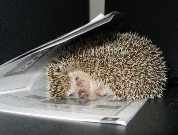 Ольга Штинова