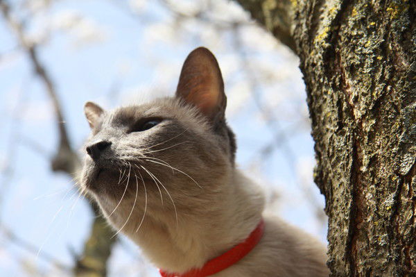 Елена Максимова