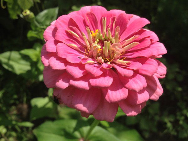 Дария Советникова