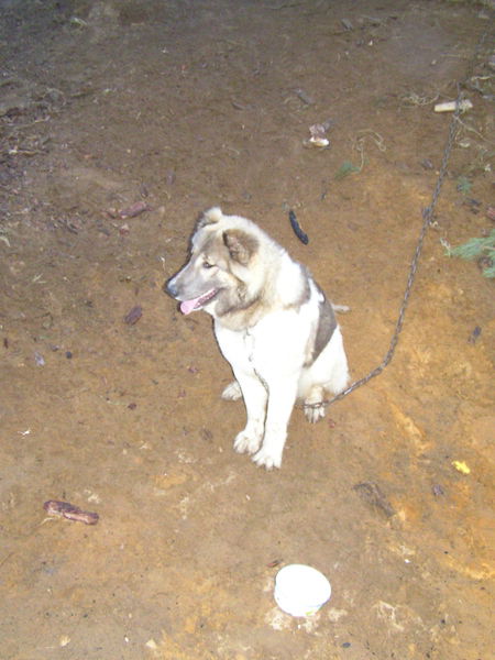 Андрей Пенкин