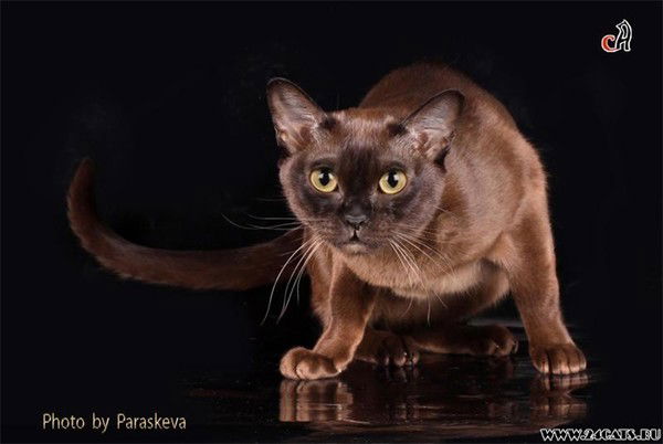 Наталья Бусоедова