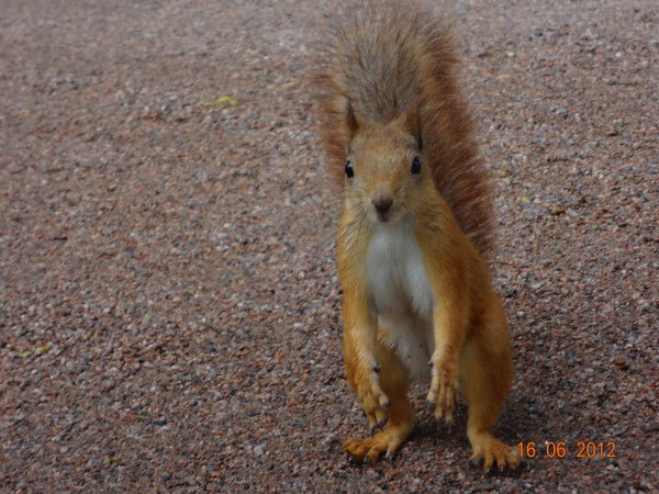 Мария Пашкова