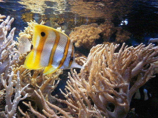 Татьяна Науменко