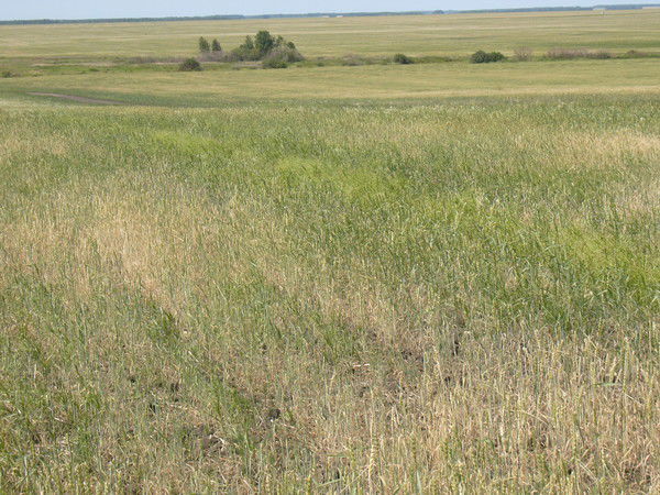 Оксана Мещерякова