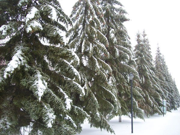 Ринат Шагалиев