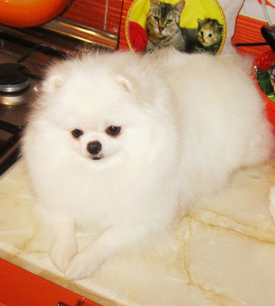 Ольга Степанова