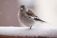 Владимир Шешенин