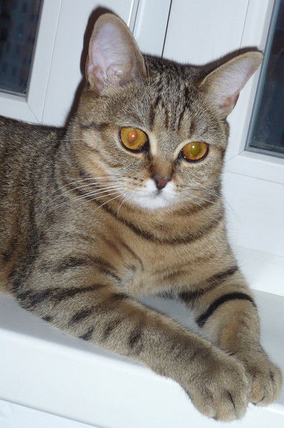 Светлана Лисичкина