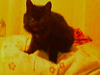 Елена Волкова