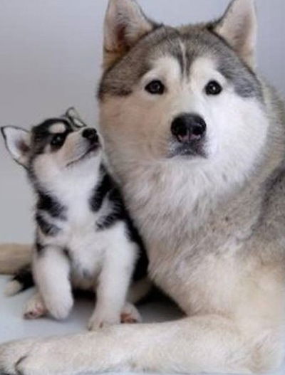 Королева Надежда