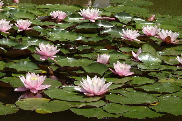 Анюта Тимофеевна