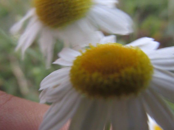 Лариса Нагорнюк