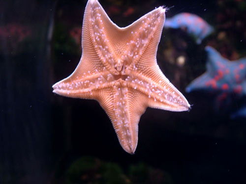 Екатерина Югова