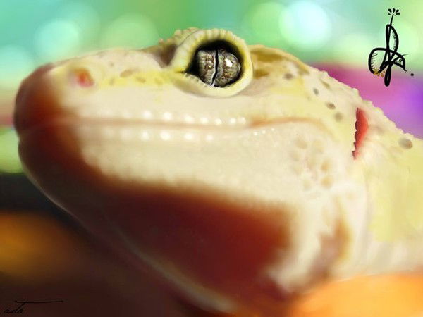 Happy Gecko Farm