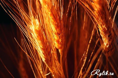 Детский Сад Алтын Дән