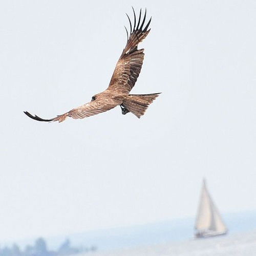 Динислам Янкуржиев