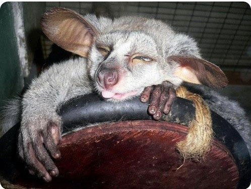 Игорь Шмигельский