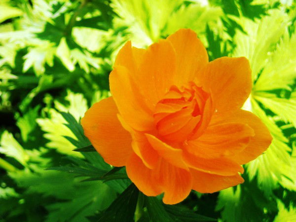 Заплывинская Основная Школа