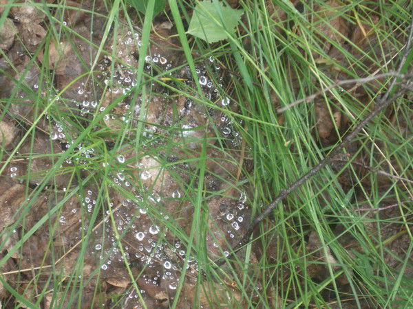 Ирина Кайзер