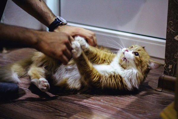 Виктория Колесникова