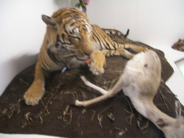 Александр Щеглов