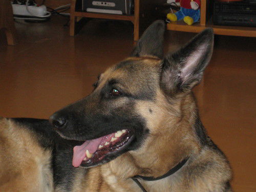 Стасевич Виктор