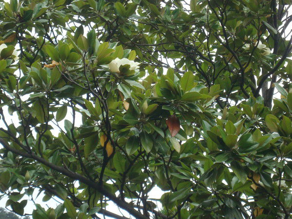 Светлана Азимова