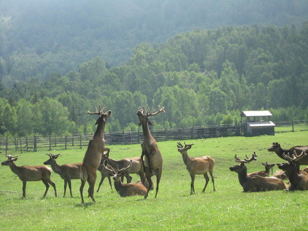 Шыгыс-Тур Пантолечение