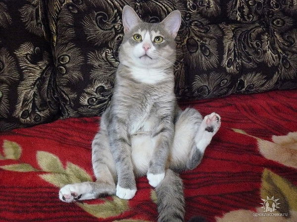 Наталья Чашина