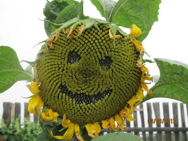 Марина Дергачева