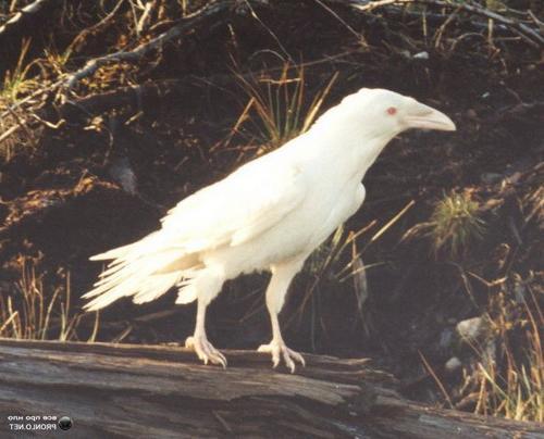 Ворона Белая